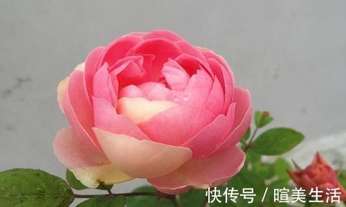 几个萌萌哒月季品种，看一眼就心情大好，简直可爱到爆！