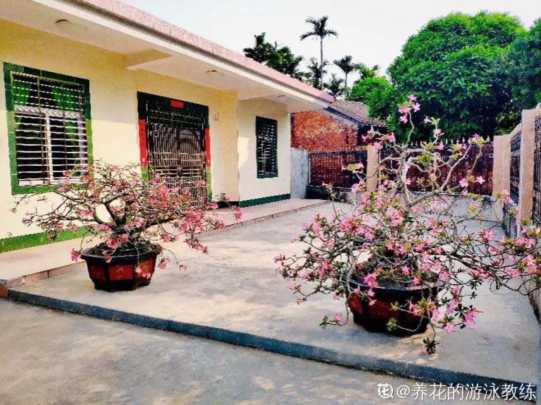 叶子|家里养棵“丑八怪”,霸气镇宅,越养越爱