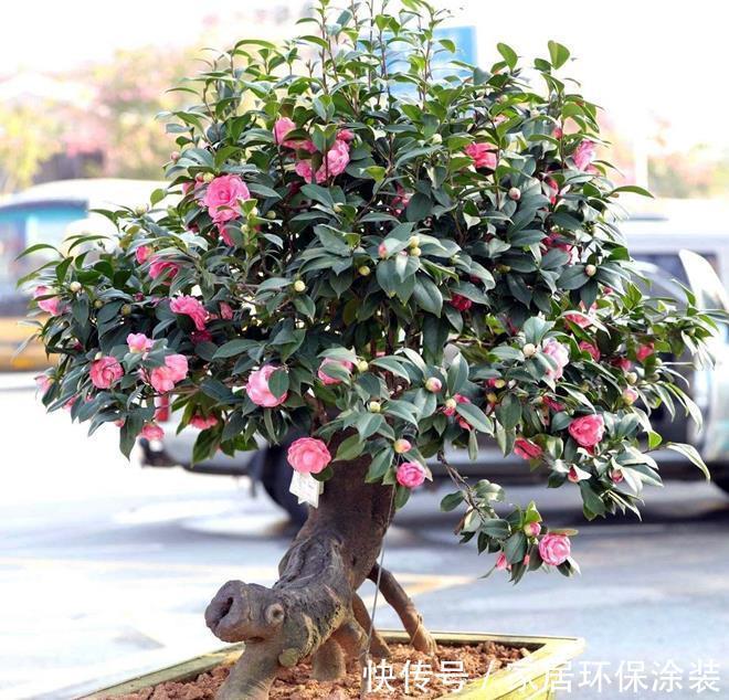 嫩枝|嫁接茶花需要准备什么,嫁接好了后怎么管理?