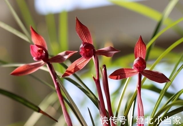 花色|别养月季了!此兰是“香花之王”,又美又仙,火了20余年