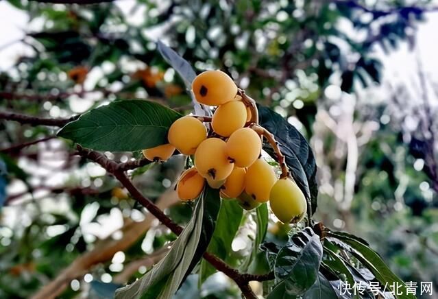 清肺止咳的小果子，吃一些能缓解入夏前易上火的问题