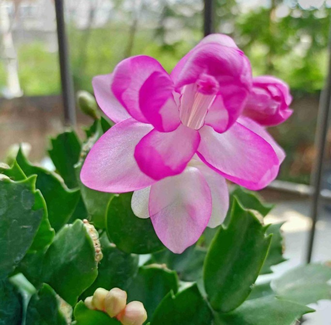 养护|蟹爪兰长出这种叶子，立马掰掉它，嗖嗖冒花苞！