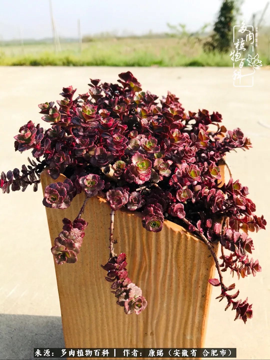 养肉之路，道阻且长，累的是身体，净的是心灵！