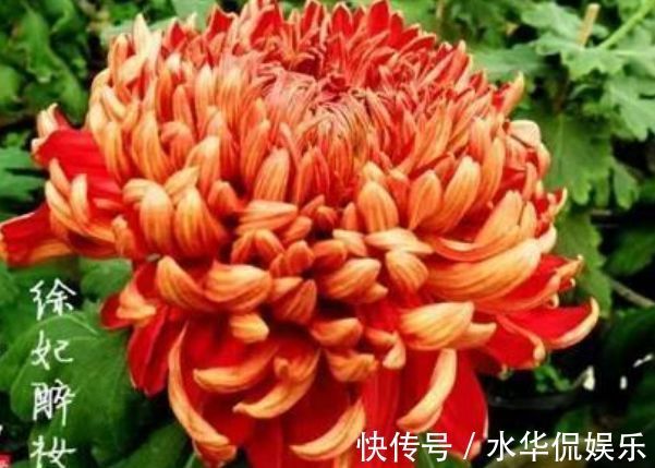 四季海棠|喜欢牡丹,不如养”优良名菊“徐妃醉妆,如秀丽妆容,清奇典雅