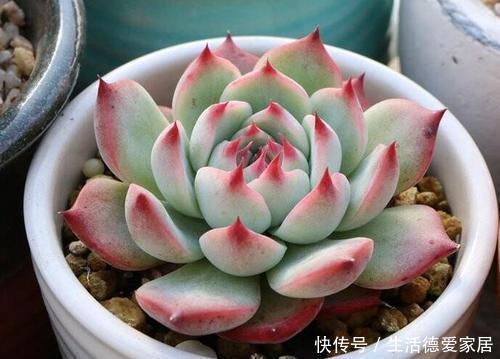 此款普货多肉,株型紧凑,长得肥嘟嘟,适合新手养!