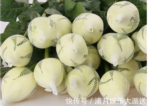 精品|喜欢玫瑰，不如养盆“精品玫瑰”坦尼克，花开花朵肥硕，四季开花