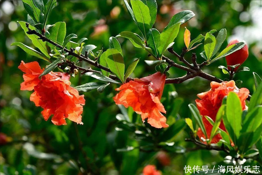 此花一棵树上会出现两种性状的花,是多子多福的象征,吉祥的花