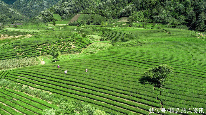 东至开放两条独特茶旅线路