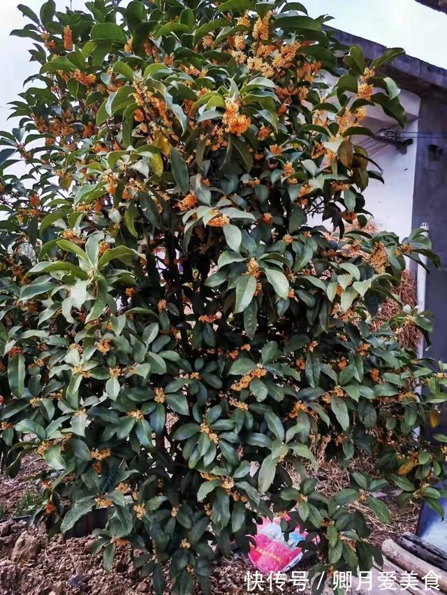 牡丹花|家有五树,儿孙都富!有院子建议栽5种树,看花,收果,寓意吉利