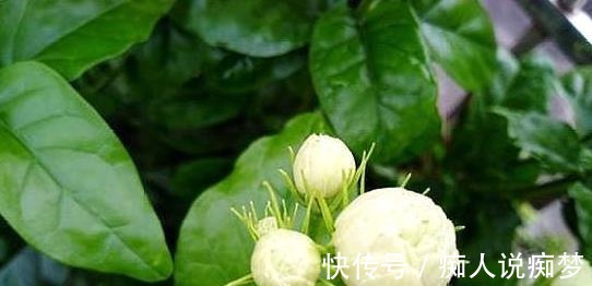 养茉莉花,莫“偷懒”,稍微不注意,僵苗不生长