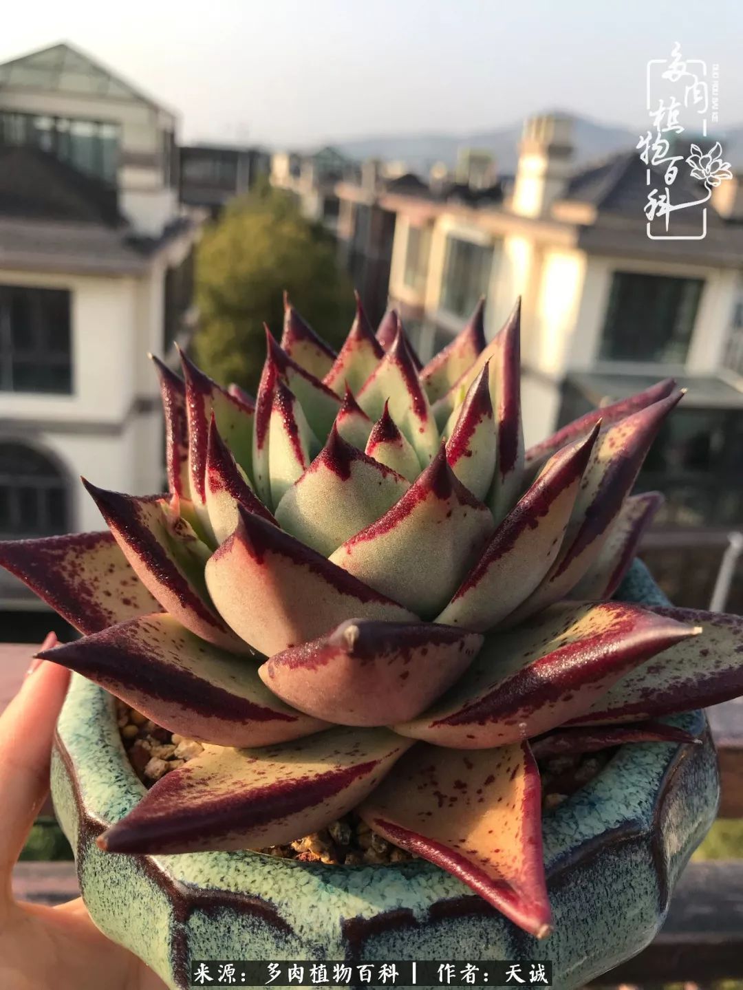 吃饱喝足,包邮区的多肉养精蓄锐准备渡劫!