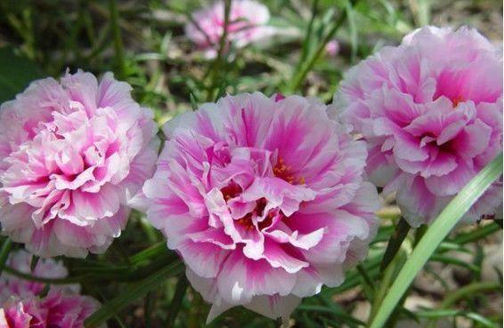 三色堇|几款花卉,花朵小巧玲珑,粉嫩丰腴,绚丽夺目