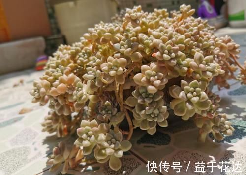 最爱爆盆的5种多肉,不用1个月就溢出花盆