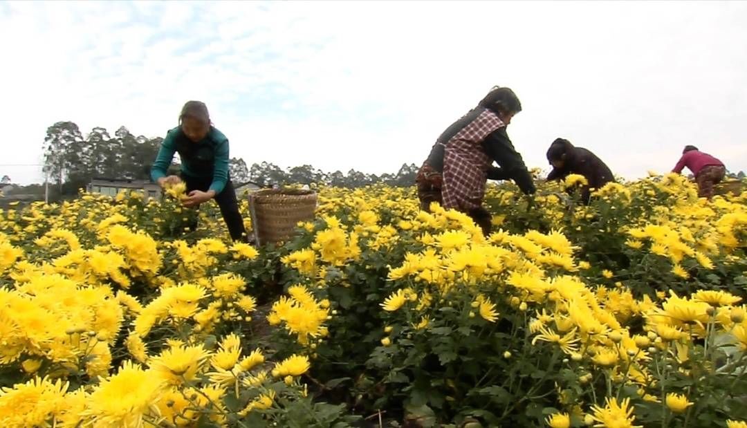 金丝#精品菊花茶上新：四川广安华蓥山金丝皇菊前来报到