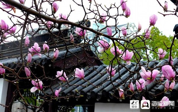 江苏苏州春花雨中绽放显别样韵味