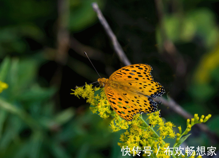 衰运|十二生肖这五大吉祥生肖，下半年家有喜事，衰运不来！