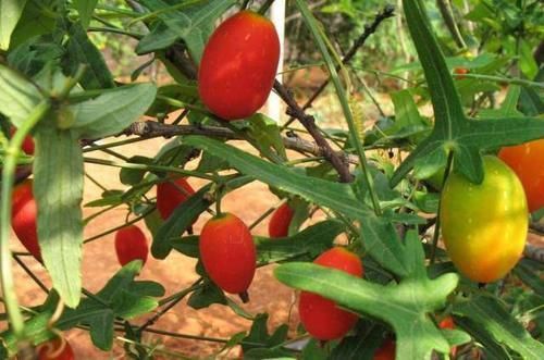 红蜜果|女性不想脸生黑斑,常吃以下食物,净化血液,消退色斑,好处多多