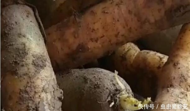 菜农|为啥街上卖的胡萝卜都那么干净?老菜农说漏嘴,听完真是涨知识了