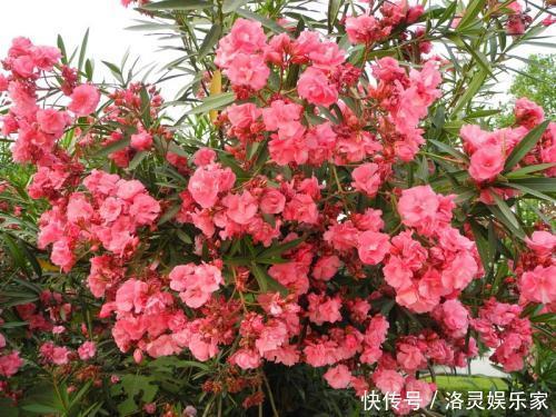 两种花,再好看也不要养在室内,汁液都有毒,还影响身心健康!