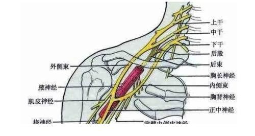 横突|颈椎，为何为“百病之源”！颈椎病分10级，超过2级就要注意了