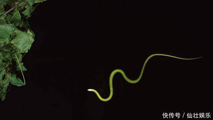 科学家们 唯一会飞的蛇，可连续飞24米，它是第一个掌握空气动力学的生物