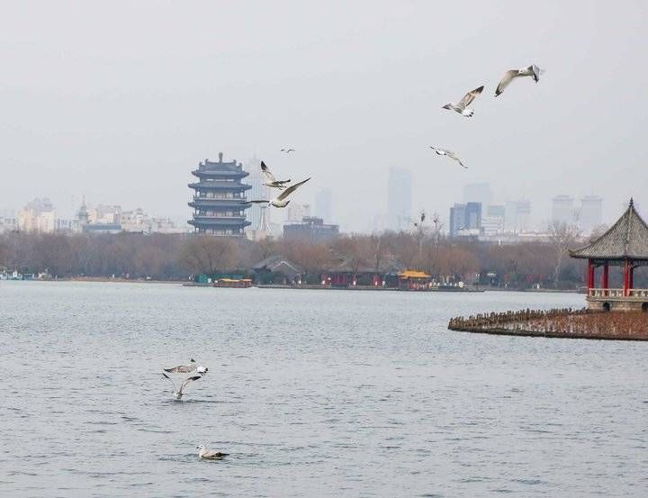 济南|环境优美，人杰地灵，银鸥远道来济南过大年