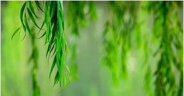 水浒传|鲁智深倒拔垂杨柳,拔的是杨树还是柳树原来古代杨、柳都是柳