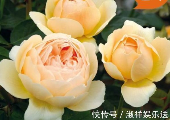 “精品玫瑰”朦胧的朱迪,水果香,端庄秀丽,实属养花首选