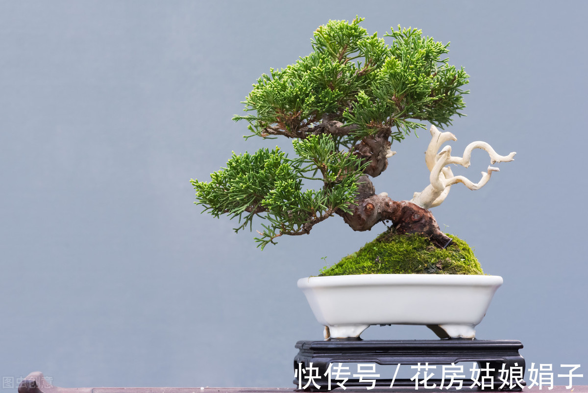 娟子|这3种家中常见“黑色物质”，在花盆里铺一层，养啥花多会很旺