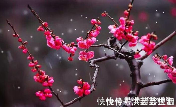 阳台|阳台变花园,就养此款花卉,花开清新高雅,花型独特又美观