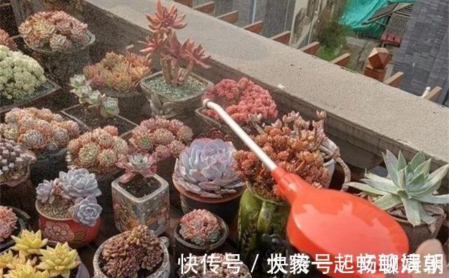 花卉|3个养花“小技巧”，越早知道越好！养花百分百成活，1分钟学会