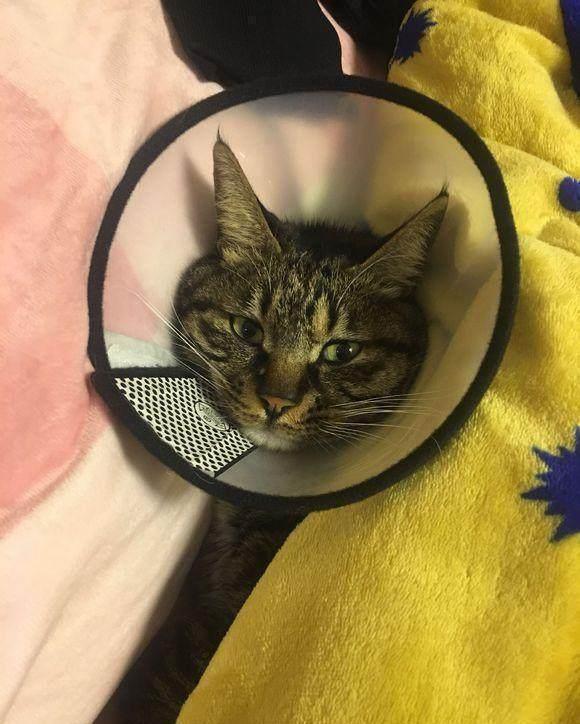 导尿管|七块五买回一只中华田园猫,谁知喂养六年后,噩梦开始了