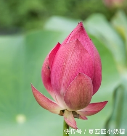 吉星|到了10月底,吉星当头,4属相横财连连,喜事接二连三