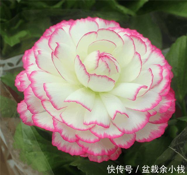 这种花，把根扔在土里就能活，一根能发十盆