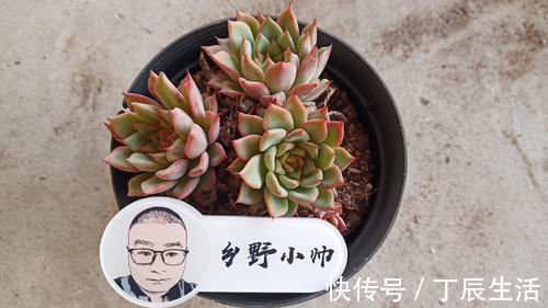 小知识|多肉服盆难,了解这4个原因再纠正,肉肉轻松服盆