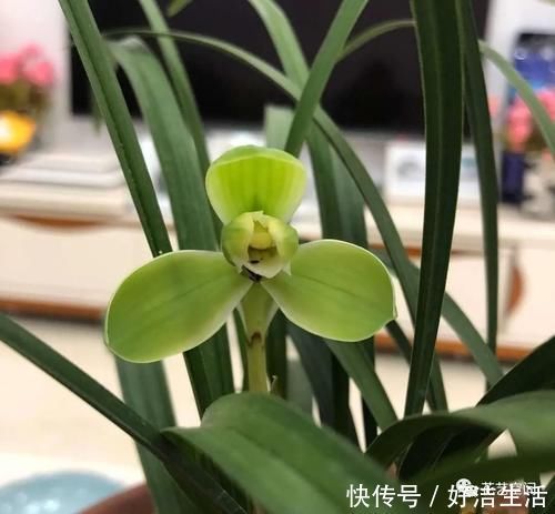 根壮|兰花适合“懒养”，这三点别做太勤快，才会根壮叶绿，花开不断！