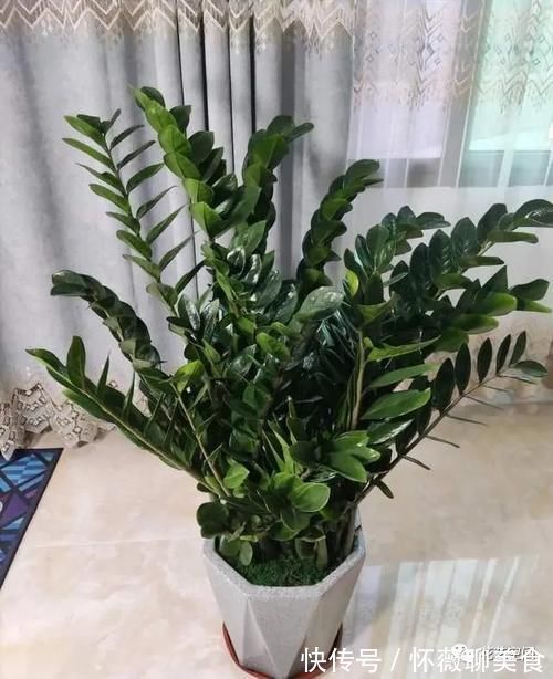 盆栽金钱树,记住“5句话”,叶子个个闪亮,萌芽更快!