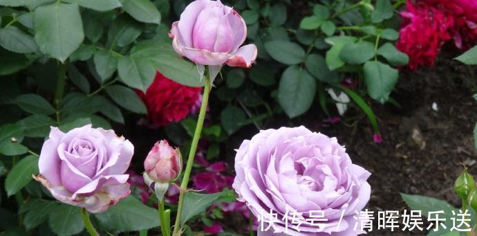 菊花|喜欢菊花,不如养盆“精品玫瑰”奥古斯玫瑰,似清新美人,美极了