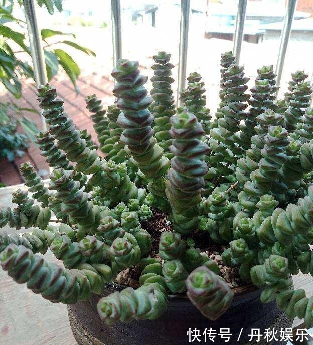 铜钱草|6种“聚财花”,养在家里好兆头,漂亮又大气,还有好运满满