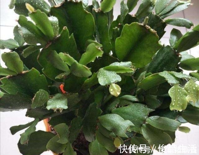 浇水|天热了，蟹爪兰要休眠，这几件事不能做，不然烂根枯萎！