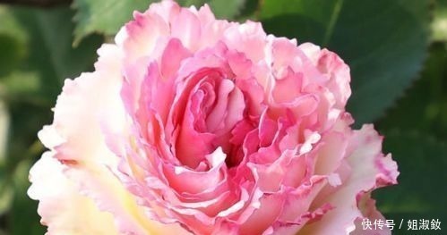 伊甸园|“珍稀月季”蕾丝伊甸园,花色浅粉,美艳动人,堪称养花必备