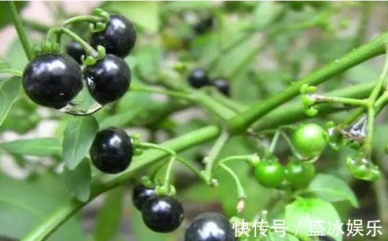 降血压|吃一粒顶8个大苹果，轻松防癌降三高，就连免疫力也增强了