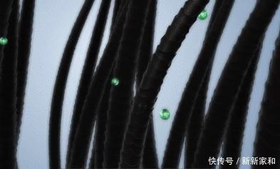 为啥女生都有体香她们的“小秘密”,今天我给你扒出来了