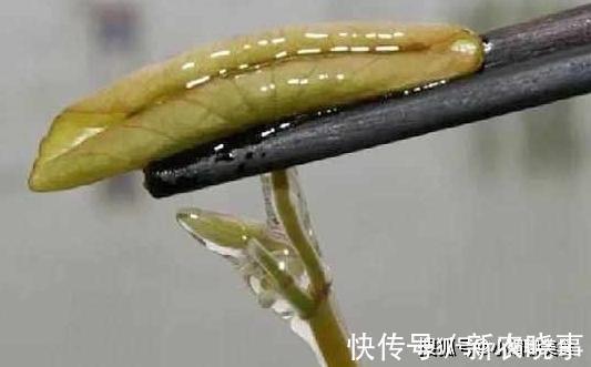 水生植物|池塘里的一种野菜，吃起来比豆腐还嫩，现在卖到30多一斤