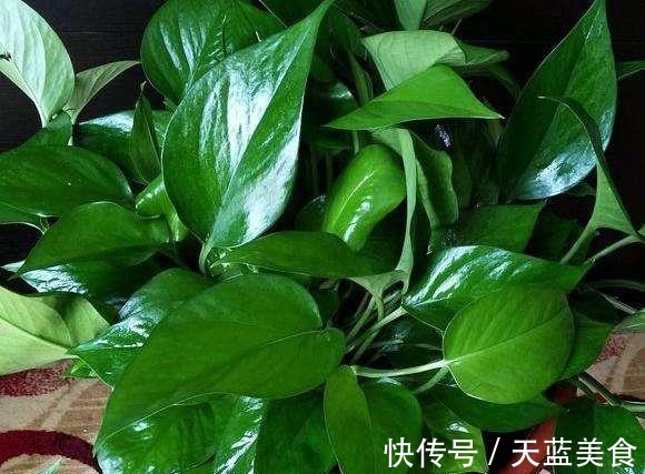 绿萝最喜欢“3种水”,不是淘米水,只需一点点,叶子绿的反光