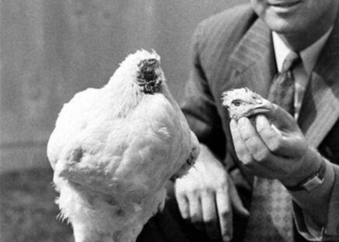 美国无头鸡麦克头被砍掉,却活了18个月,还在全国巡演