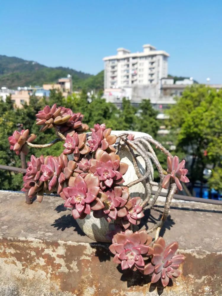 养肉三年,分享养肉经验,谈谈适合逆开挂区的多肉!