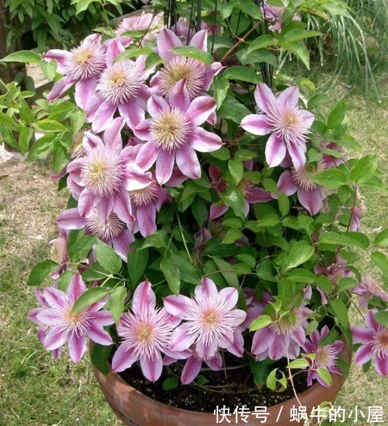 铁线莲|6种“漂亮花”,立秋后快施肥,叶片杠杠厚,花苞挤满盆