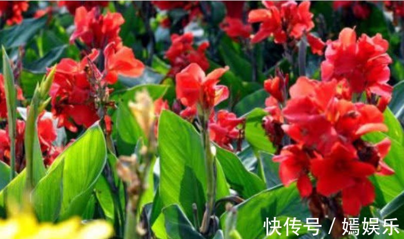 月季花|夏天最适合养4种花,花朵硕大、花香四溢飘满屋,美爆了