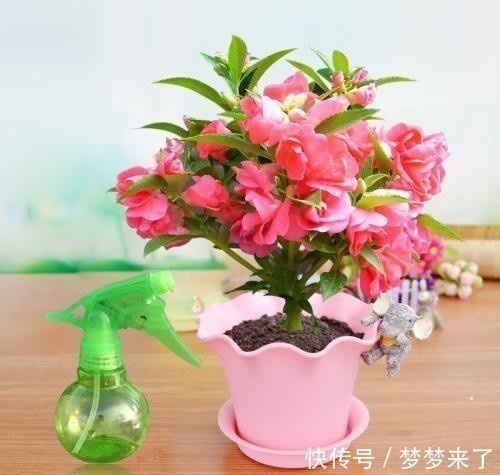 五色梅|家里万万不要养这几种花,放一盆都会对身体不好,后悔没早知道